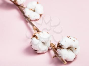branch of cotton plant with ripe bolls with cottonwool on pink pastel paper background