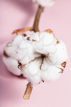 dried bolls with cottonwool close up on cotton twig on pink pastel paper background