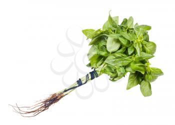 bunch of green sweet basil herb isolated on white background