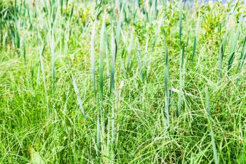 natural background - green sedge thickets on riverbank in sunny summer day