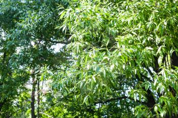 natural background - green branches of willow trees in forest in summer