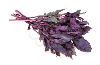 bunch of fresh dark purple basil herb isolated on white background