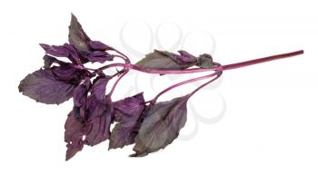 twig of fresh dark purple basil herb isolated on white background