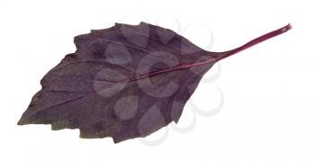 leaf of fresh dark purple basil herb isolated on white background