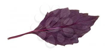back side of leaf of fresh dark purple basil herb isolated on white background