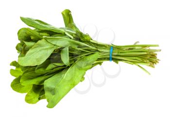 bunch of fresh green sorrel herb isolated on white background