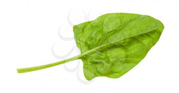 gren leaf of spinach herb isolated on white background