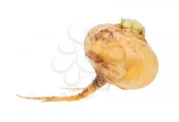 single taproot of fresh organic yellow turnip isolated on white background