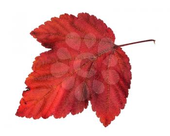 fallen red leaf of ninebark (physocarpus) shrub isolated on white background