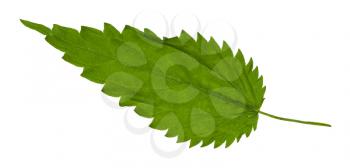green leaf of Stinging nettle grass isolated on white background