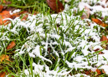green grass covered by the first snow on lawn with fallen leaves on cold autumn day