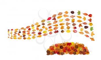 collage from many natural autumn leaves - stream from fallen leaves and pile from dried leaves isolated on white background