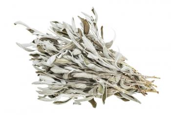bundle of dried sage (salvia officinalis) herb isolated on white background