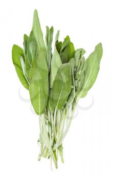 bundle of fresh sage (salvia officinalis) herb isolated on white background