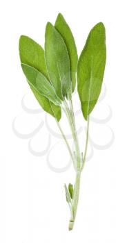 green twig of sage (salvia officinalis) herb isolated on white background