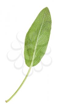 back side of green leaf of sage (salvia officinalis) herb isolated on white background