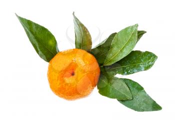 bottom view of ripe fresh Abkhazian mandarine with green leaves isolated on white background