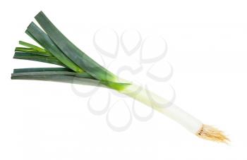 fresh leek with roots isolated on white background