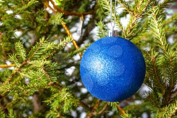 blue ball on twigs of natural christmas tree close-up indoor