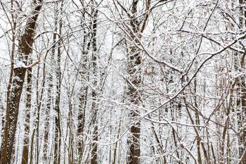 snow-covered branches of trees in forest of Timiryazevsky park in Moscow city on winter day