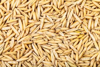 cereal background - unpeeled seeds of cultivated oat
