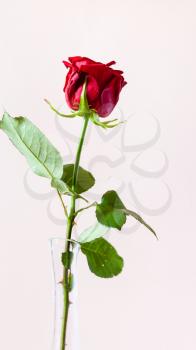 vertical panoramic still-life - natural red rose flower in glass vase with pale pink pastel background (focus on the bloom)