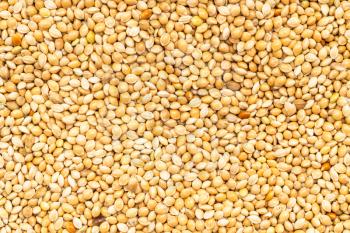food background - unpolished yellow proso millet close up