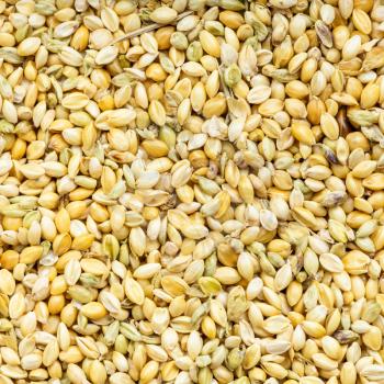square food background - whole-grain foxtail millet seeds close up