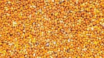 panoramic food background - whole-grain chumiza siberian millet seeds close up