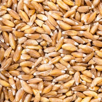 square food background - uncooked Emmer farro hulled wheat grains close up