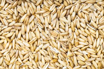 food background - top view of unpolished oat grains
