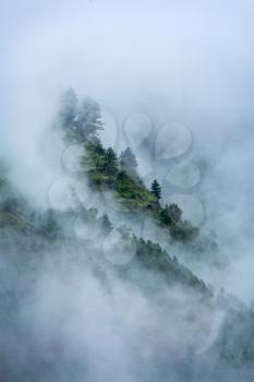 Peacful serene scenery - mountain forest trees in clouds in Himalayas. Kullu valley, Himachal Pradesh, India