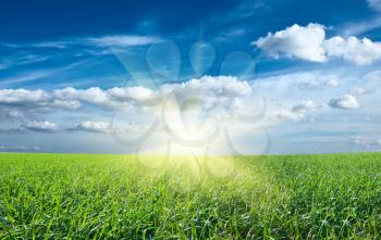 Sunset sun and field of green fresh grass under blue sky