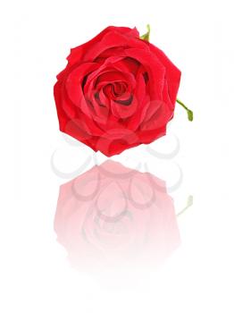 Red rose with reflection on white background.