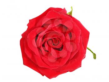 Red  roses and water droops isolated on white background.