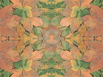 Autumn leaf abstract kaleidoscope background.