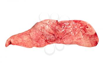 Cow lung isolated on a white background.