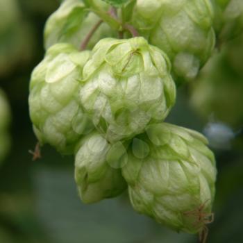 Green ripe hop cones taken closeup.Beer production.