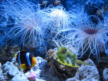 Colorful aquarium fishes against of sea anemones.