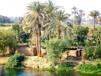 Nile coast life.Egyptian landscapes.