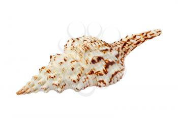 Spiral seashell isolated on white background taken closeup.