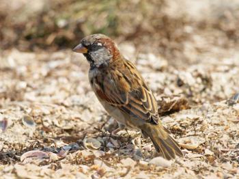 Little sparrow on a sand taken closeup.