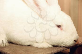 White rabbit muzzle taken closeup.