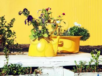 Flowers in old yellow teapot and casserole on white table.Still life in yellow colors.