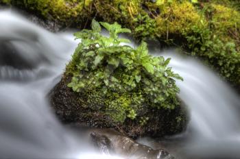 columbia river gorge Oregon blurred river ferns and lush