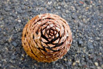 Large Pine Cone on paved road background