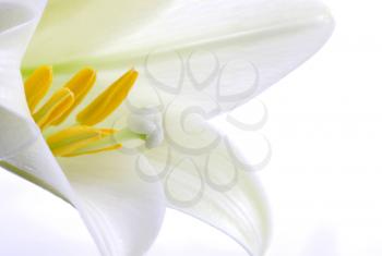 Close up lily white in studio with natural lighting
