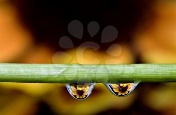 Macro water drops flower reflection
