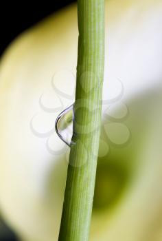 Close up lily white in studio with natural lighting reflection