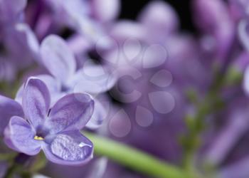 Close Up Lilac in studio macro water drops